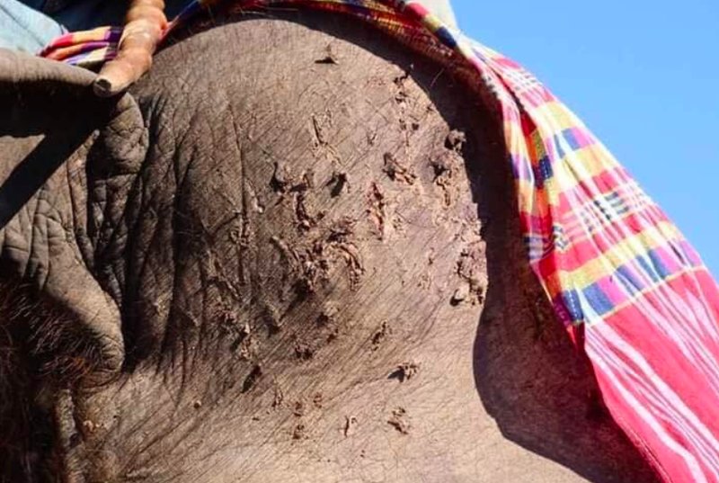 Stora hål syns i elefanternas huvuden. Bildkälla: Twitter/fuzirbarry Stora hål syns i elefanternas huvuden. Bildkälla: Twitter/fuzirbarry